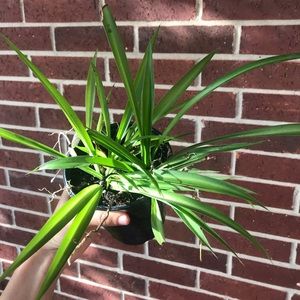 Spider Plant Rooted